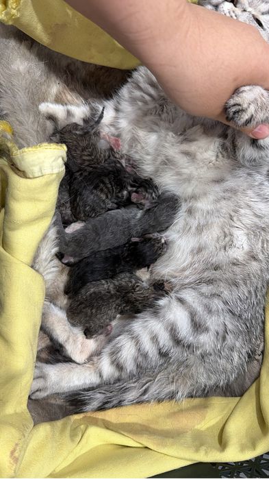 продам котенка одна осталась