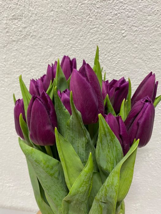 Тюльпан голландский оптом