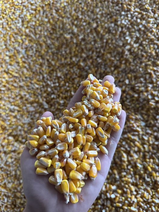 Arpa qozoq 50kg qopli vagondan