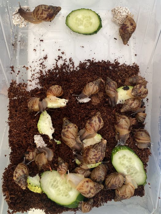 Продам милых ,красивых улиток ахатин