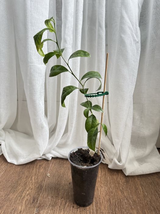 Цитрусовые растения