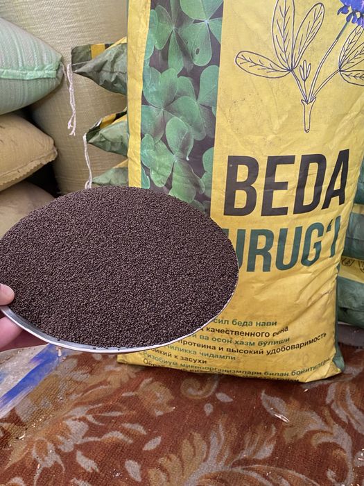 Beda urugi toshkent N1