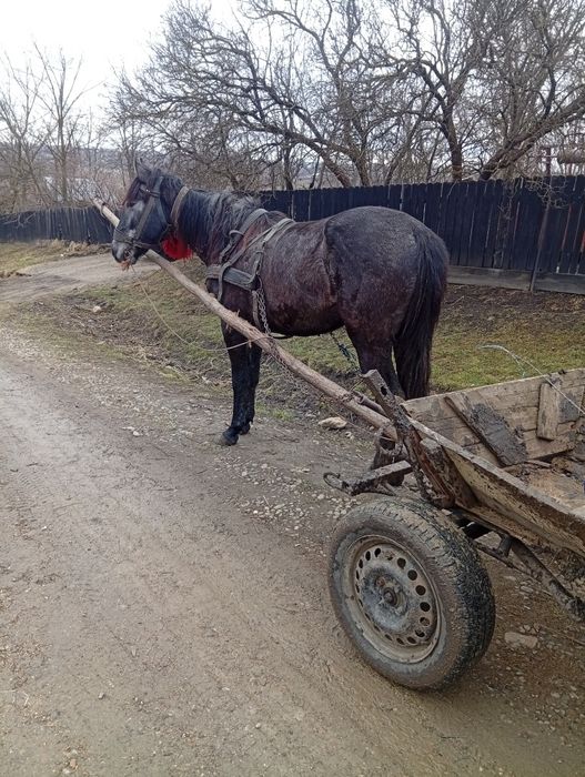 Vând cal de 2 ani