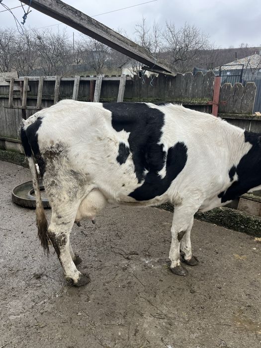 Vand vaca buna de lapte