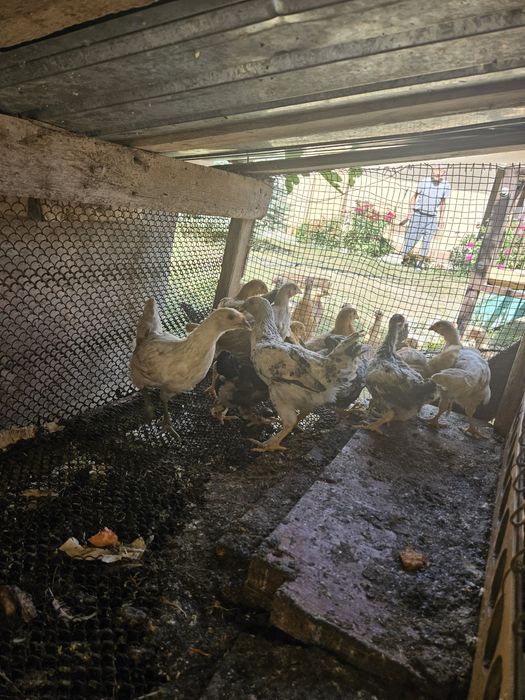 Цыплята домашние