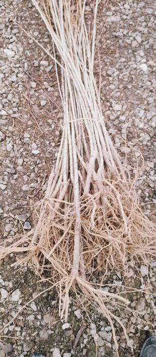 Echipă de profesioniști în silvicultură comercializăm puieți de salcâm