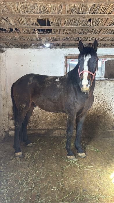 Пишпе Айгыр сатылады