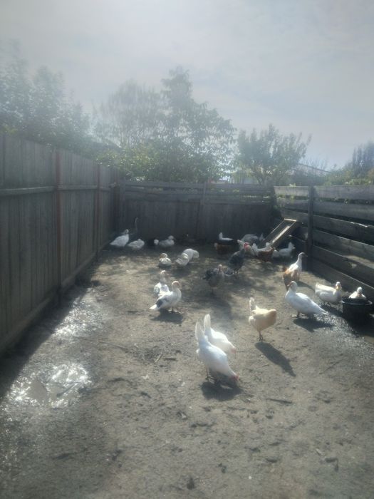 Puicuțe porumbac,negre,
