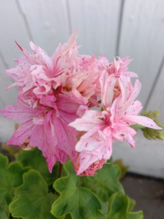 Черенки сортовых Пеларгоний