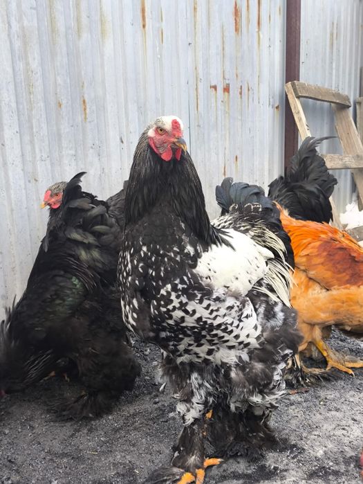 Продам Петухов Брама