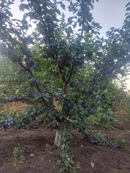 Prune pret 2,5 lei kg