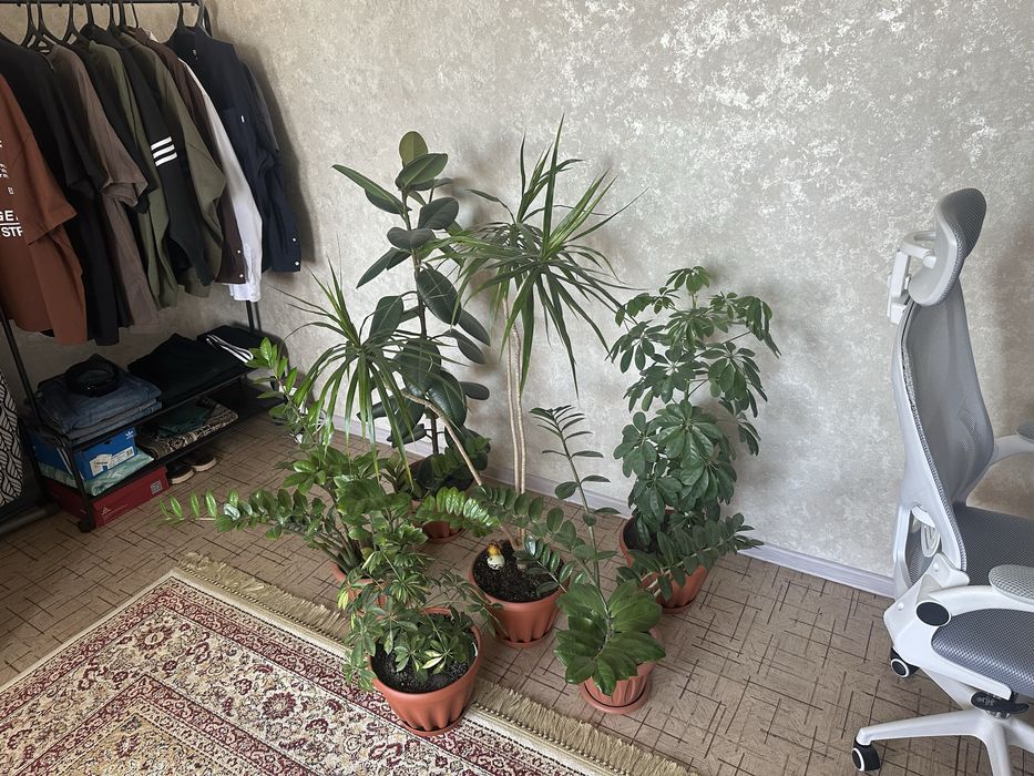 Комнатные растения продам