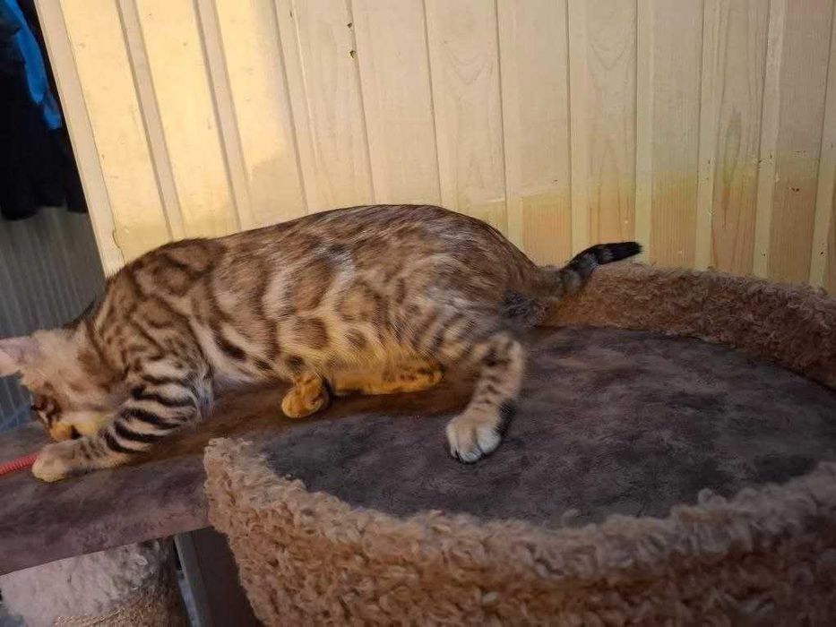 Бенгальский мальчик