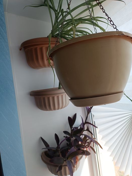 Цветы  каланхоэ итд