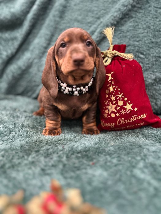 Catel teckel din parinti cu Pedigree FCI