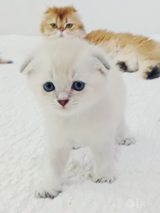 Роскошный котёнок Скоттиш Фолд колор Поинт голубоглазый