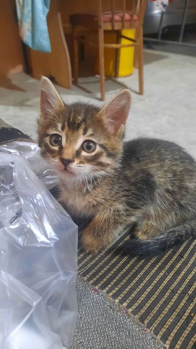 Милые малые котята.
