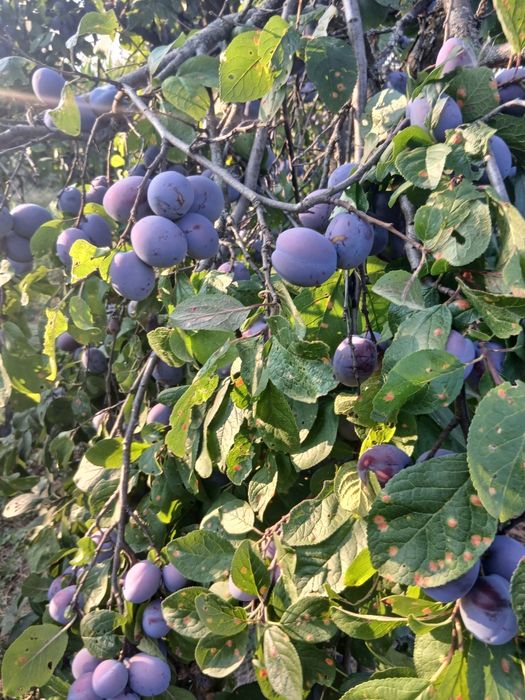 Vând prune de calitate gustoase, nestropite 
Preț 2 lei negociabil
