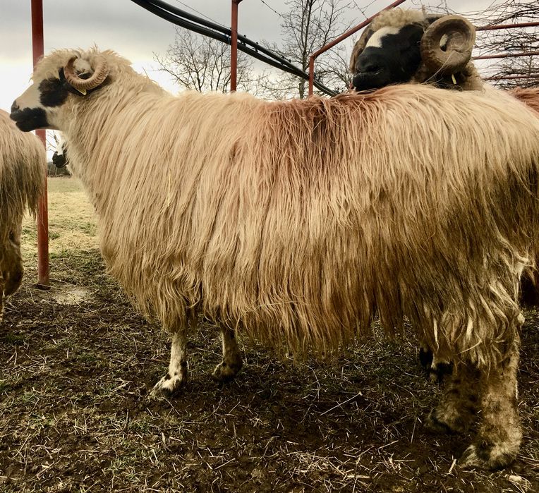 Oi breze de vânzare