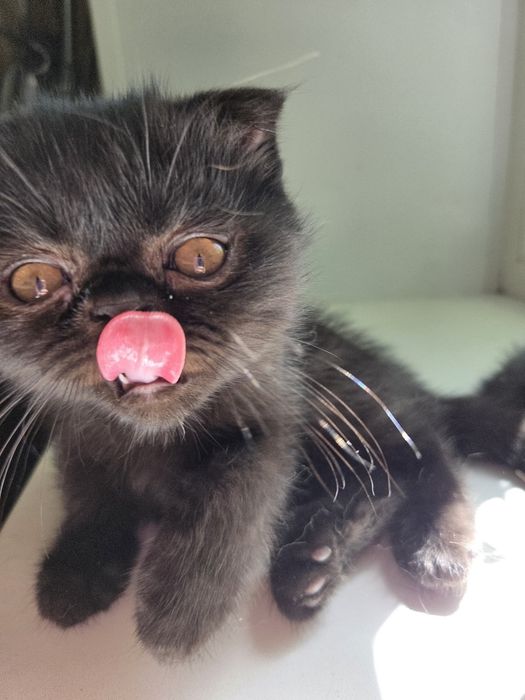 Персидский котёнок