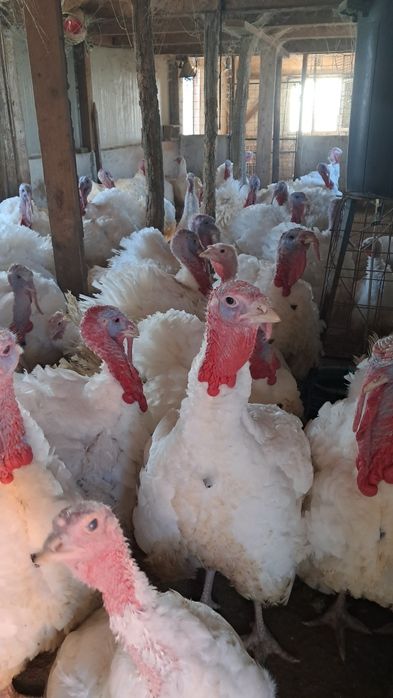 Curcani rasa de carne