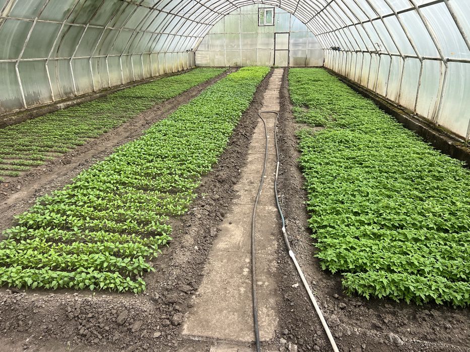 Продам рассаду помидоры,баклажаны,сл.перец