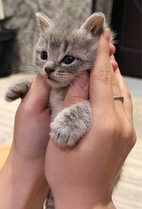 котята скотиш страйт