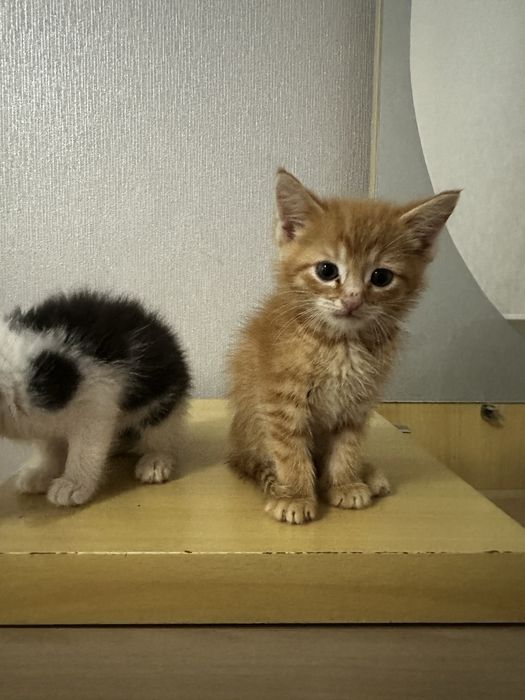 Котята котята котята