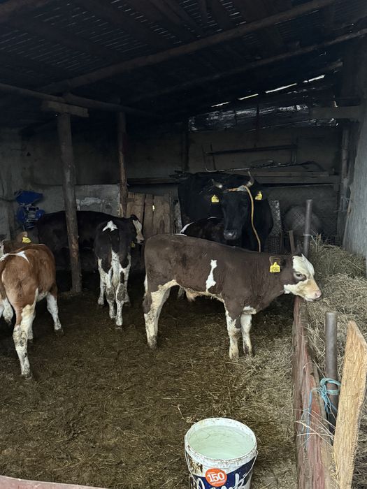 2 vaci la prima fatare   4 vițele si 1 tauras