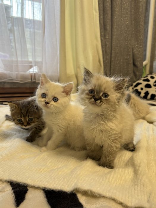 Продам британских котят