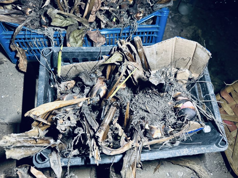 Клубни георгин красные