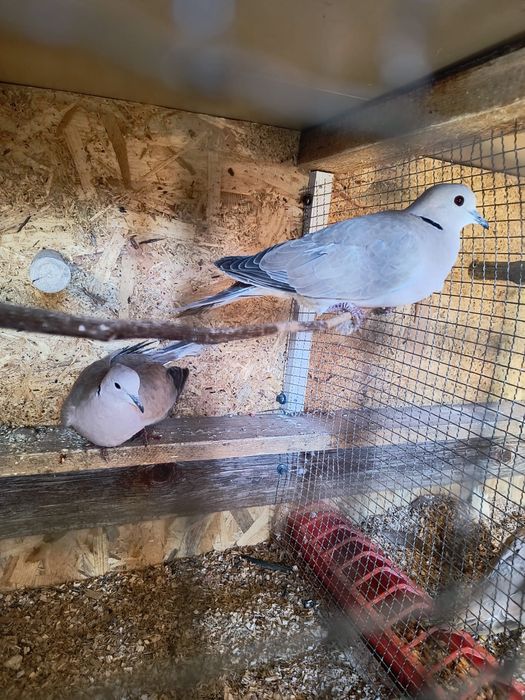 Vand sau schimb o pereche de turturele