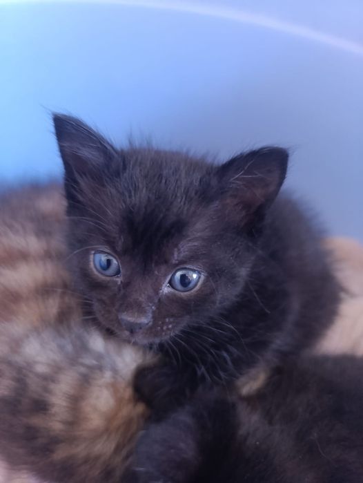 Отдам в хорошие руки