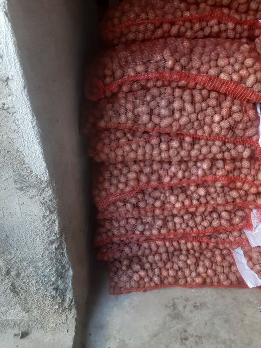 Cartofi de samânta !