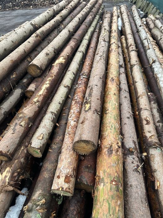 Ритловици иглолистни (чам)