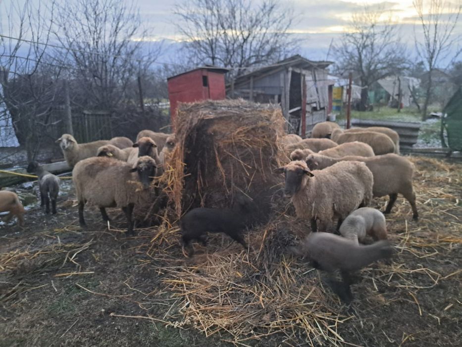 Oi carabasa romaneasca/Miei, oi carabase