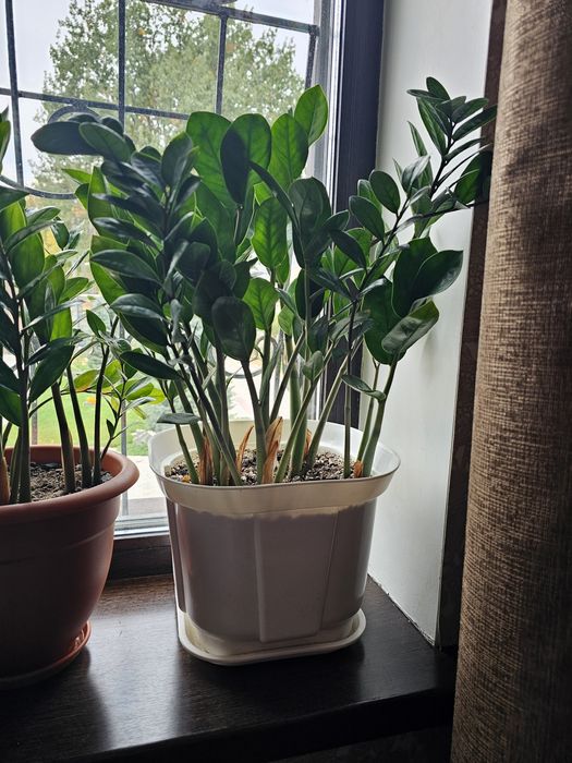 Продам комнатные цветы