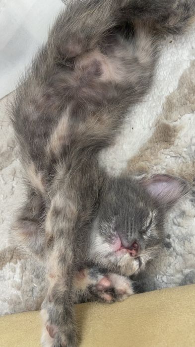 Метиска әдемі марғау