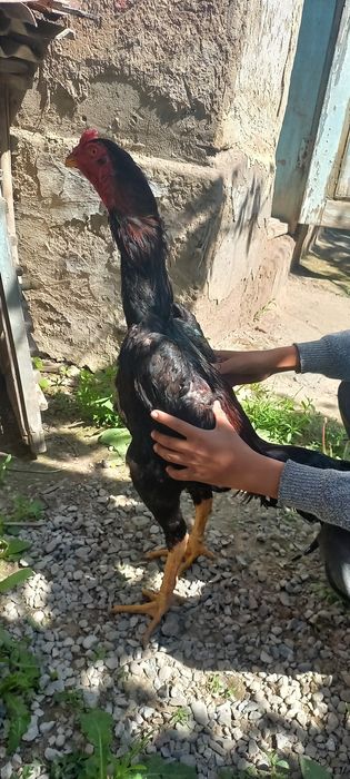 Dakan xoroz. Zotli narsa