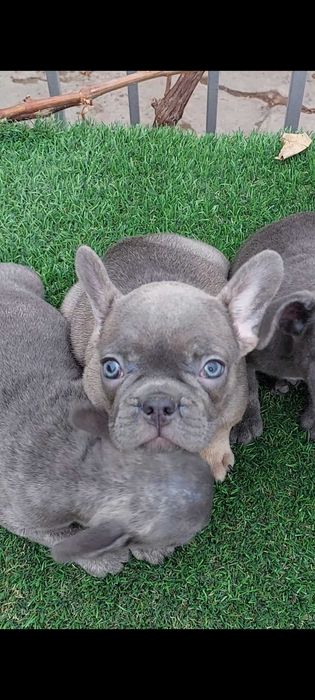 Малыши французики