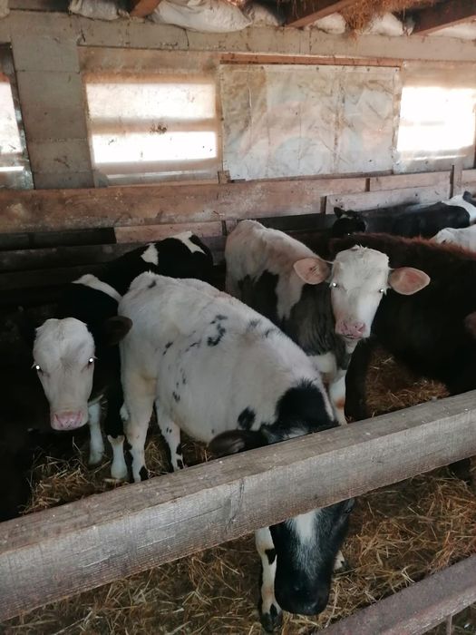 Vând viței încărcați