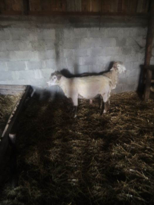 Berbec îl de France original
