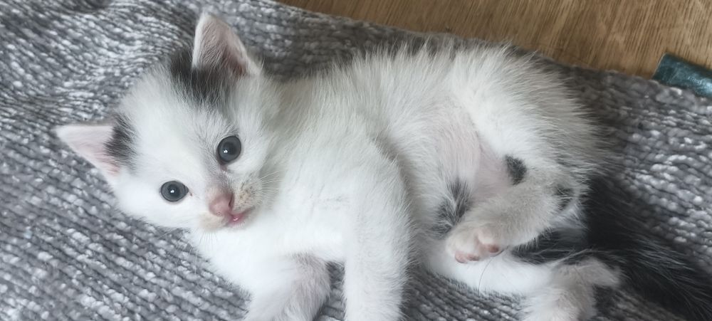 Отдам котят в добрые руки