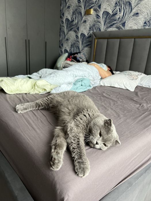Отдам британского кота в добрые руки