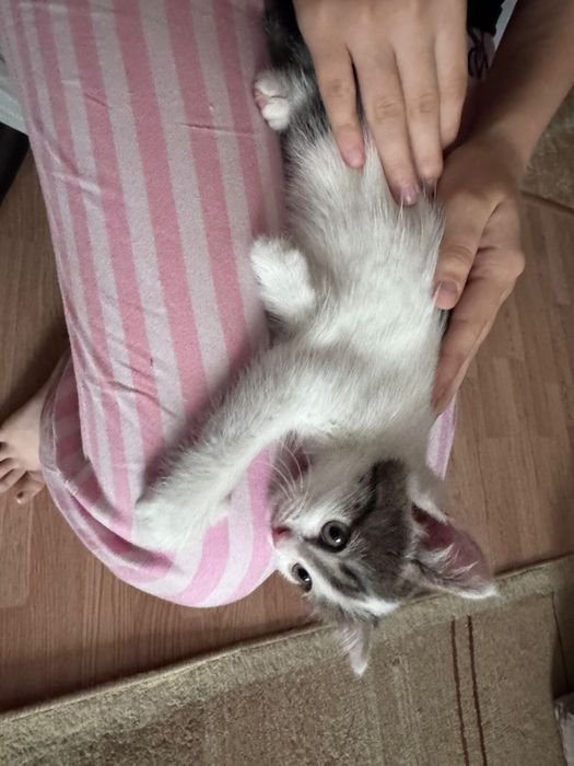 Отдам котенка в добрые руки