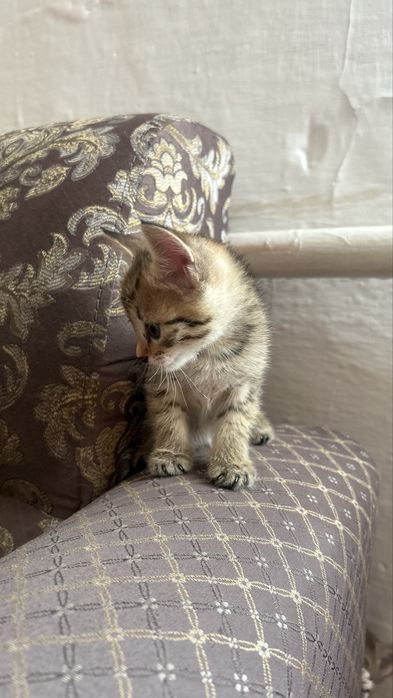 Отдам в добрые руки котят-девочек
