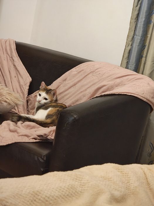 Pisica 6 luni adoptie