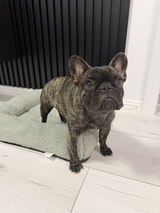 Bulldog francez tigrat Pedigree