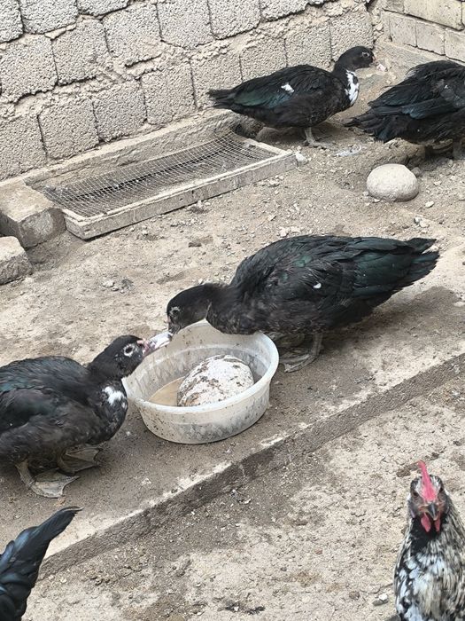 Ordaklar sotiladi soni 11 ta soglom bu yilgi