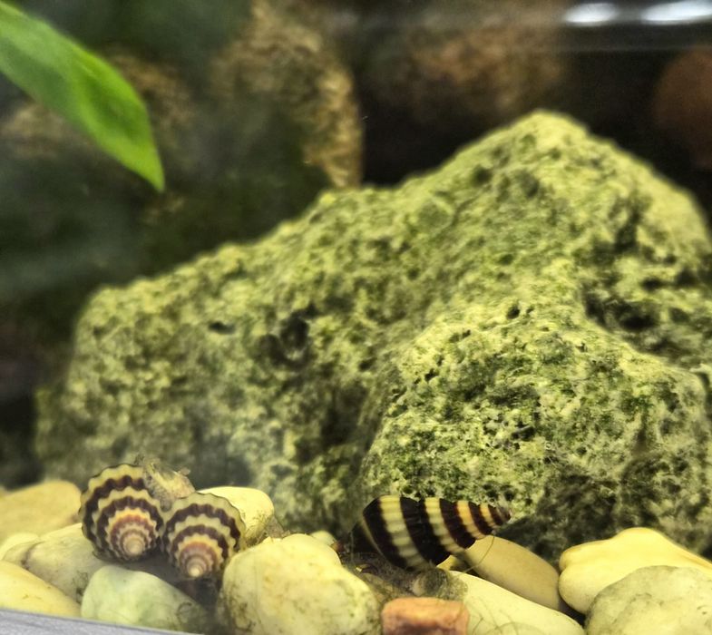 Улитка Хелена. Район военного института